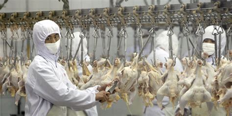 what companies are using the chicken from china